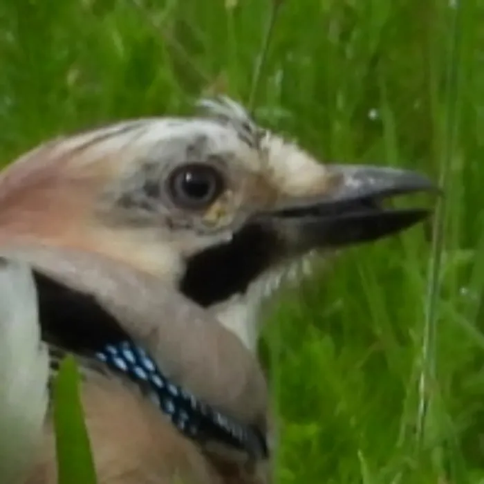Spotted Eurasian Jay