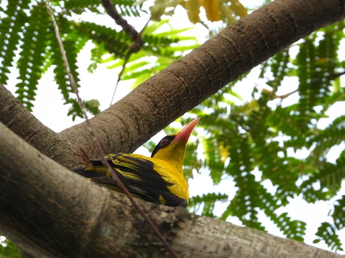 Gespotte Chinese wielewaal