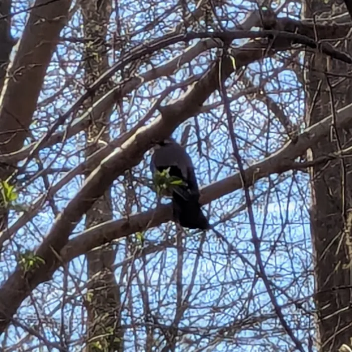 Spotted Eurasian Jay