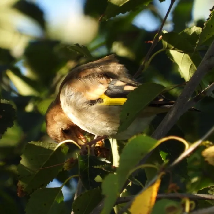 Spotted European Goldfinch