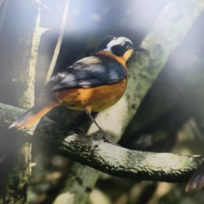Spotted White-browed Robin-Chat