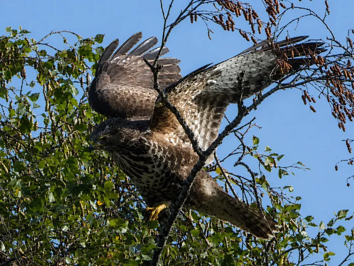 Waargenomen Buizerd