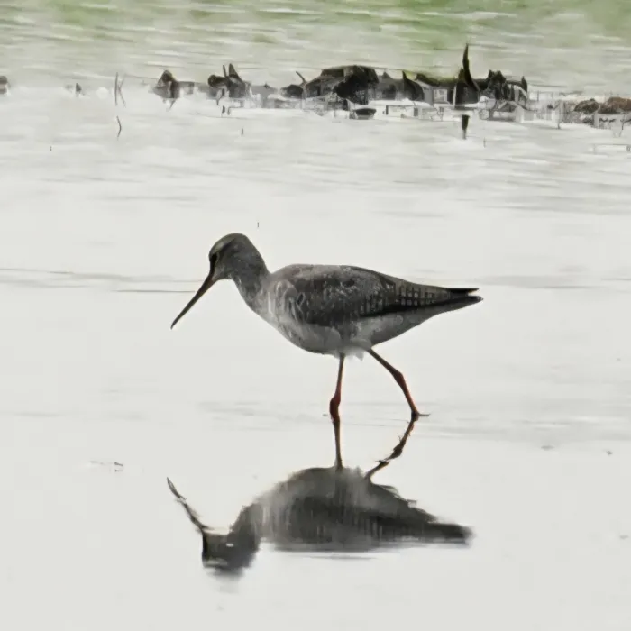 Spotted Spotted Redshank