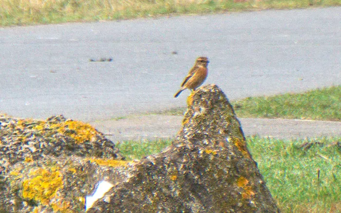 European Stonechat
