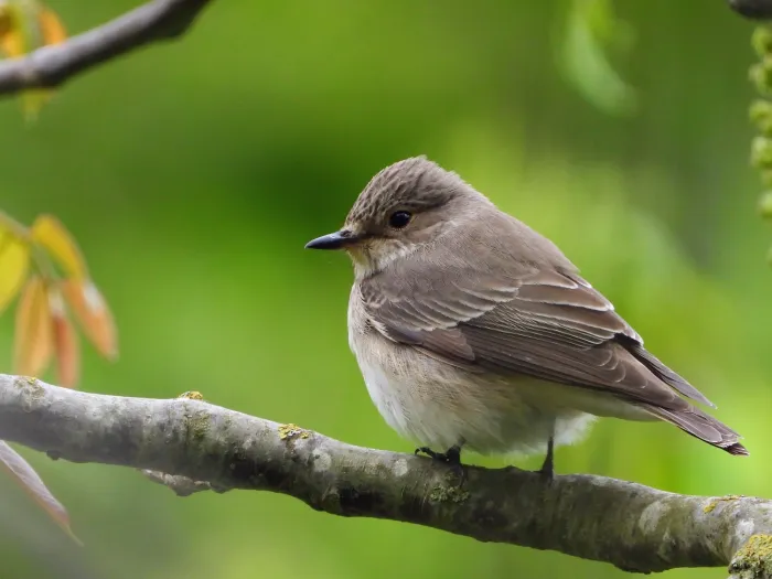 Spotted Flycatcher