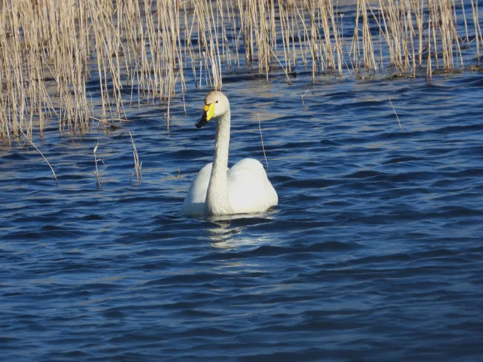 Gespotte Wilde zwaan