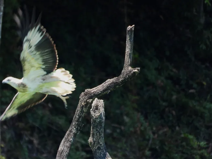 Gespotte Witbuikzeearend