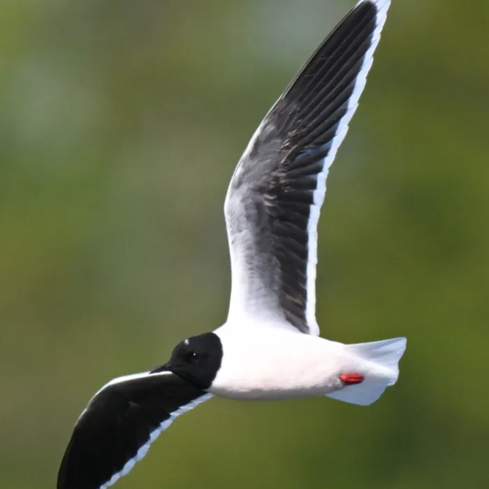 Spotted Little Gull