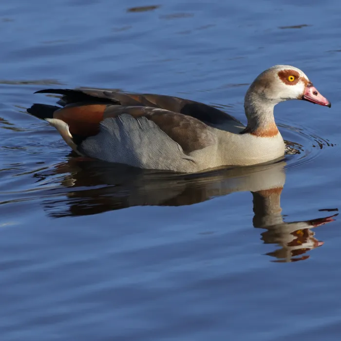 Spotted Egyptian Goose