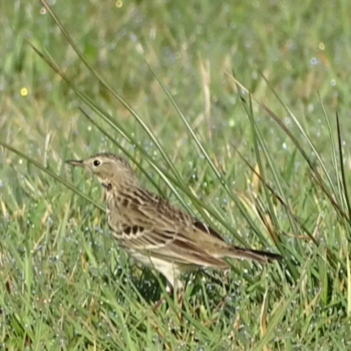 Spotted Meadow Pipit
