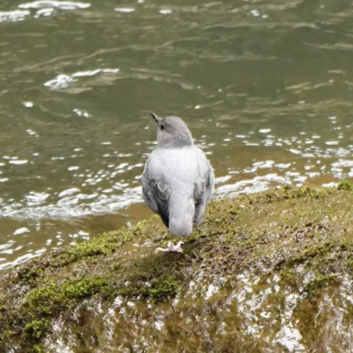 Spotted American Dipper