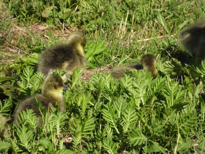 Gespotte Grauwe gans