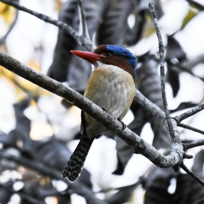 Gespotte Zebraijsvogel