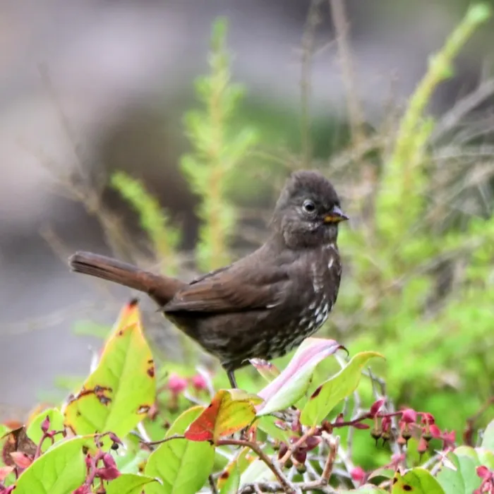 Gespotte Roodstaartgors