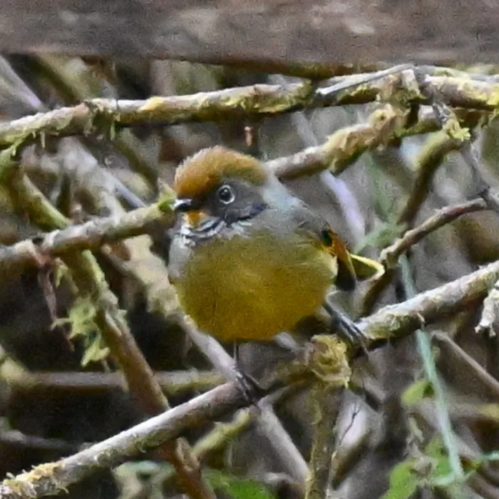 Spotted Chestnut-tailed Minla