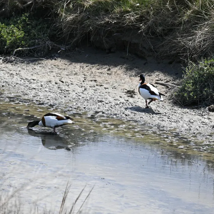 Spotted Common Shelduck