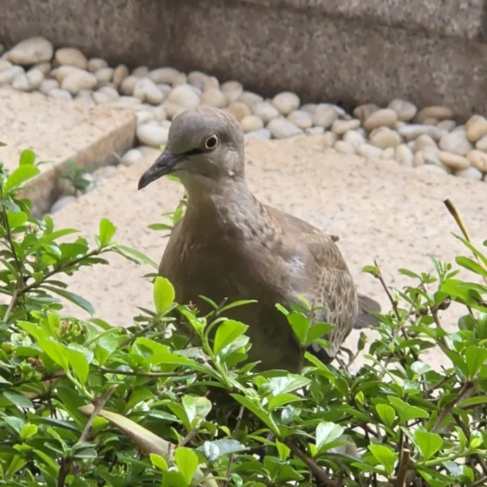 Spotted Spotted Dove