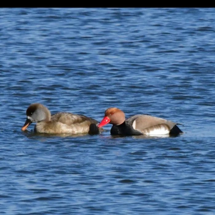 Spotted Red-crested Pochard