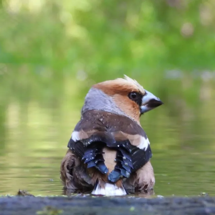 Waargenomen Appelvink