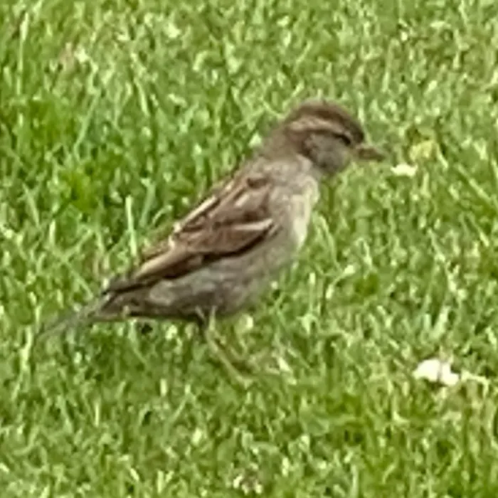 Spotted House Sparrow