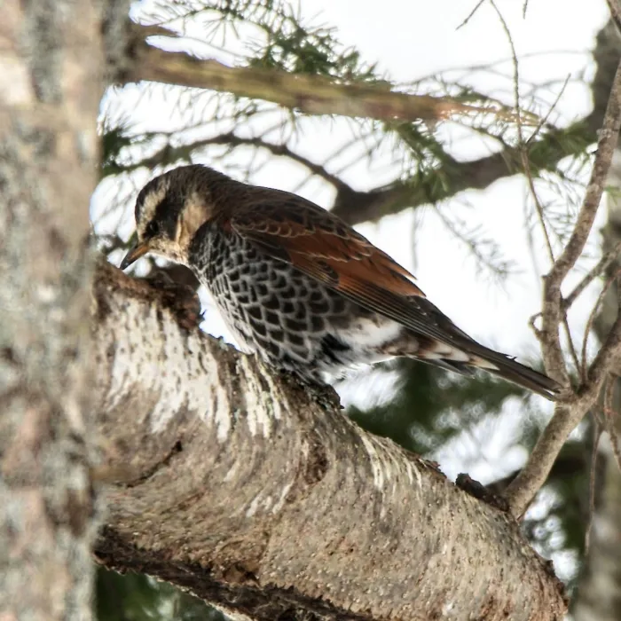 Spotted Dusky Thrush
