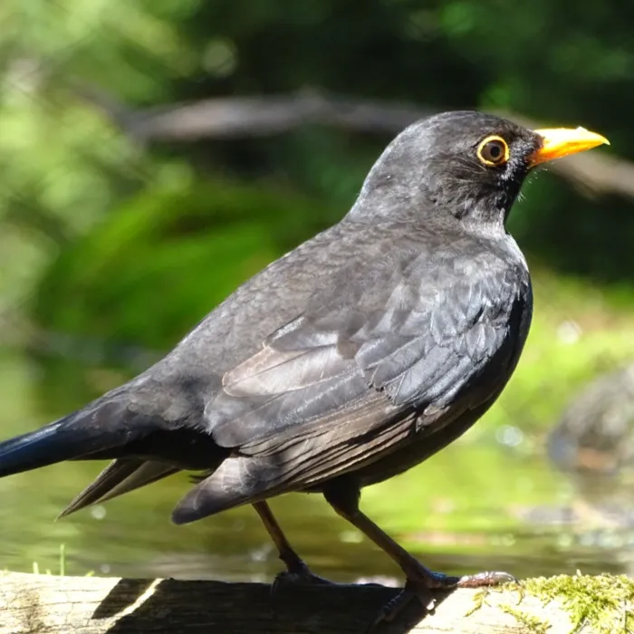 Spotted Eurasian Blackbird