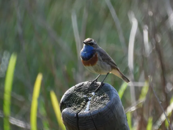 Waargenomen Blauwborst