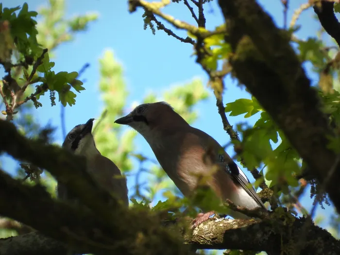 Spotted Eurasian Jay