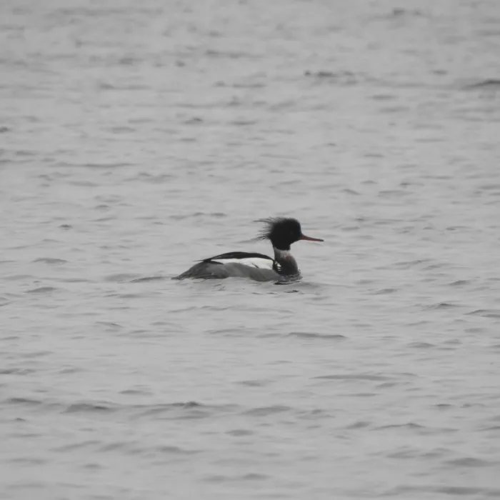 Spotted Red-breasted Merganser
