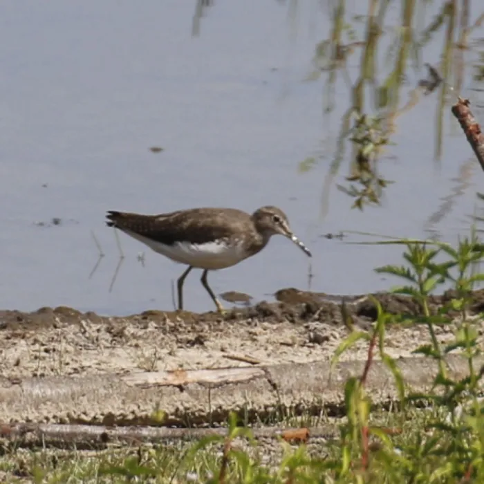 Spotted Green Sandpiper