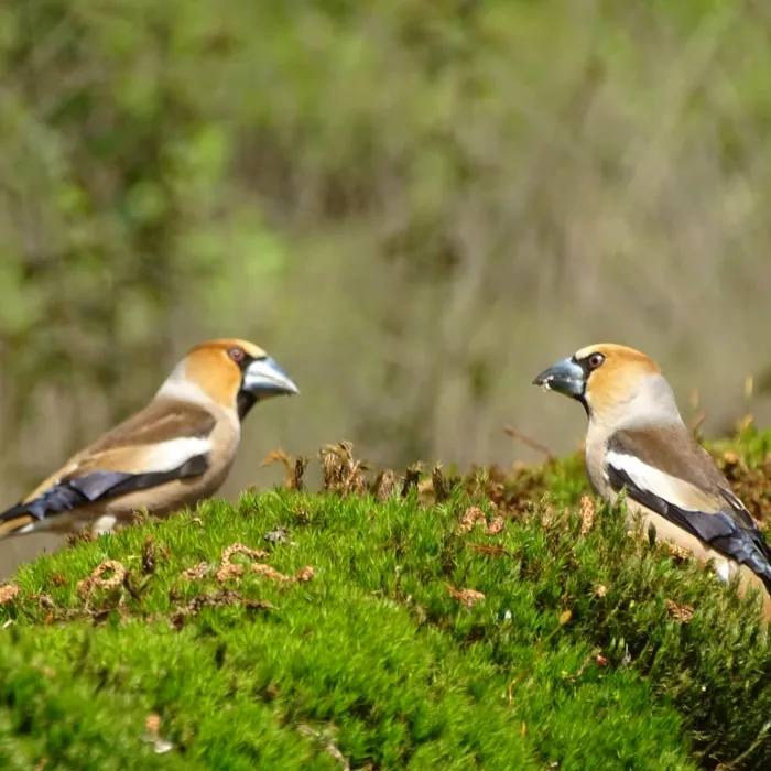 Gespotte Appelvink