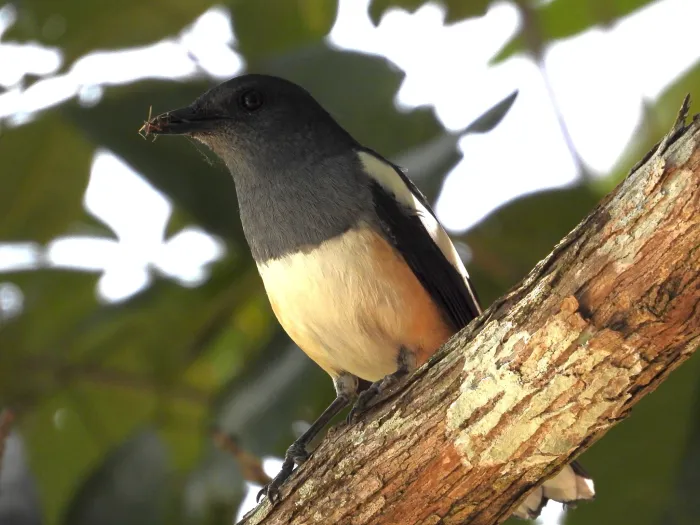 Gespotte Dayallijster