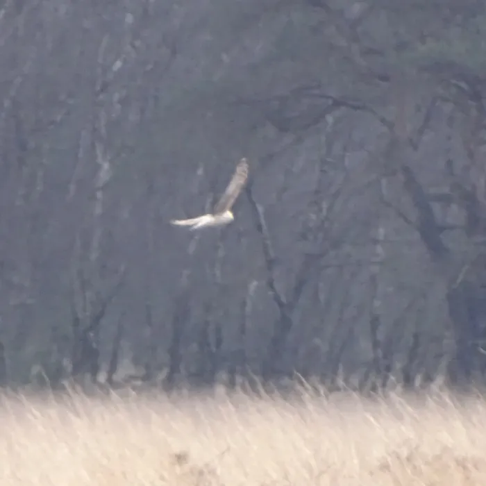 Gespotte Blauwe kiekendief