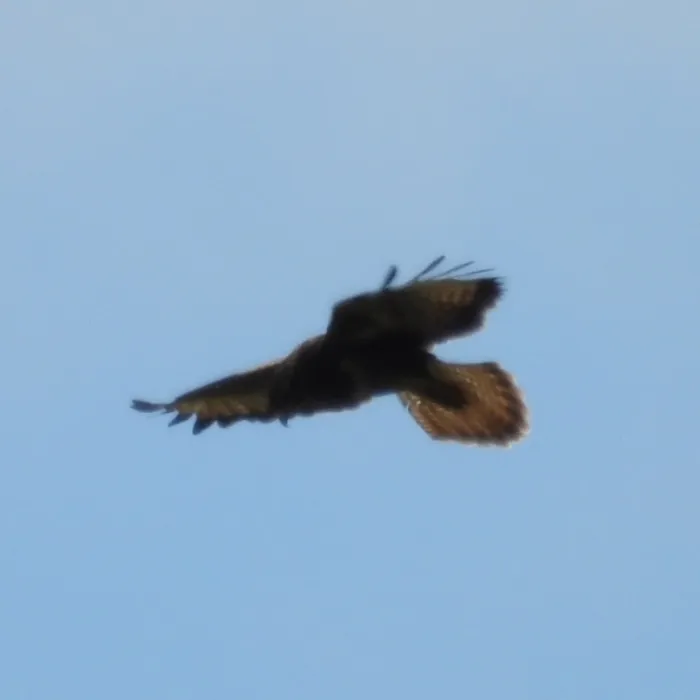 Waargenomen Buizerd