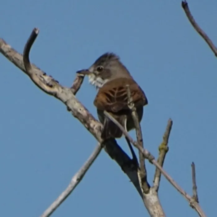 Gespotte Grasmus