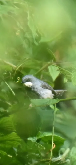 Waargenomen Witkeelprinia