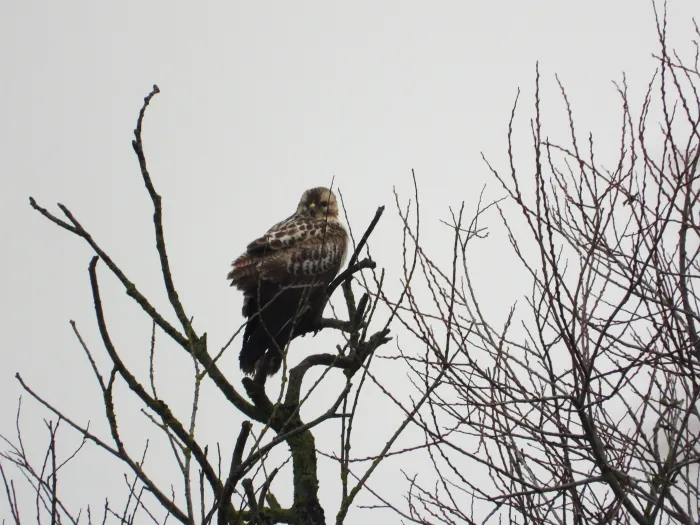 Gespotte Buizerd