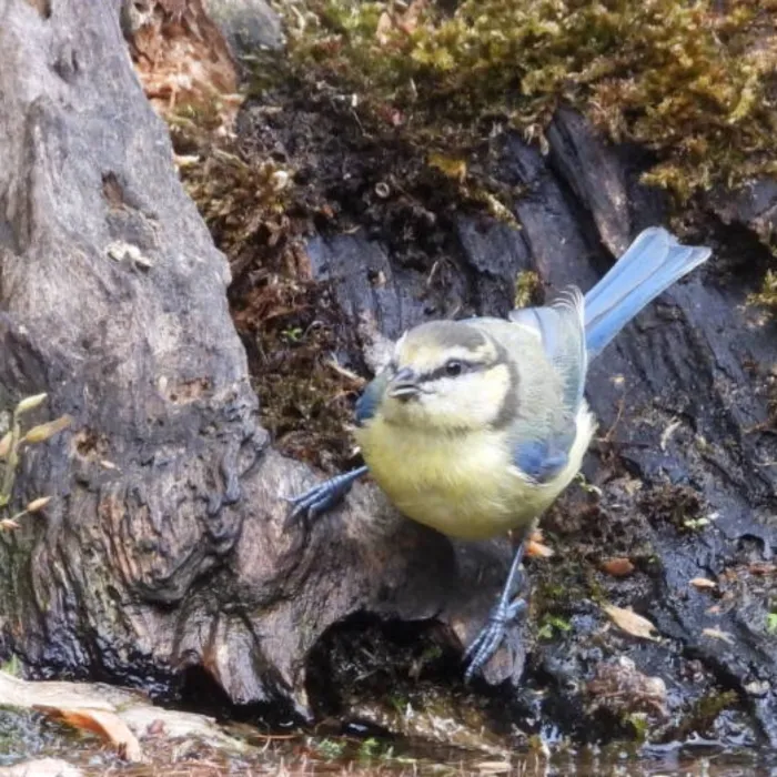 Spotted Eurasian Blue Tit