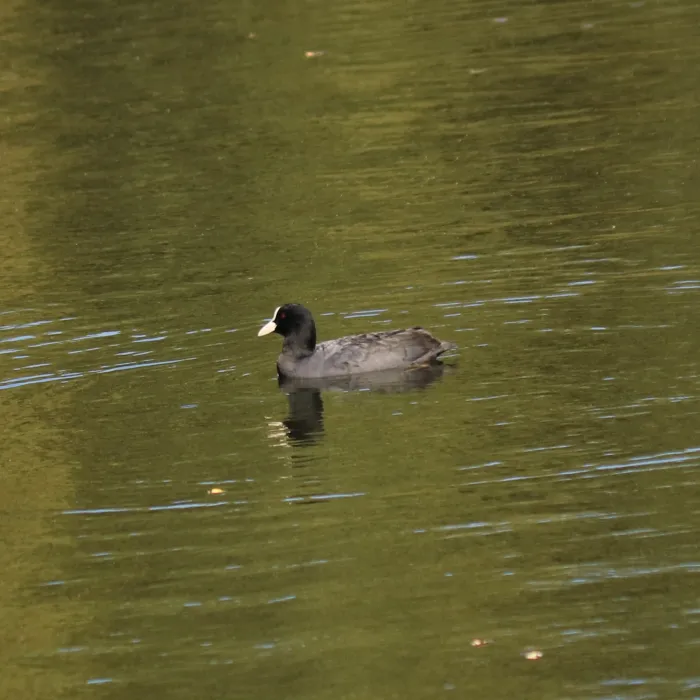 Eurasian Coot