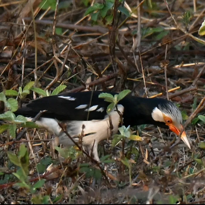 Gespotte Siamese eksterspreeuw