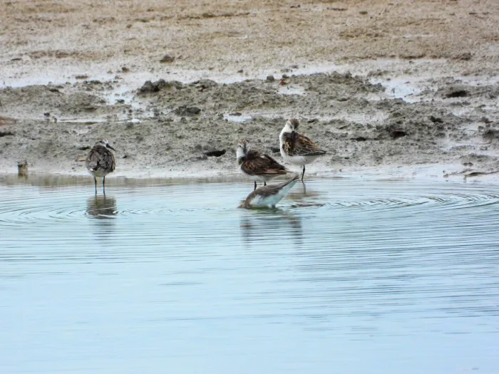 Spotted Western Sandpiper