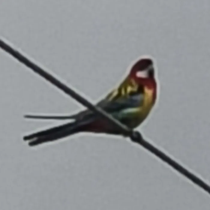 Spotted Eastern Rosella