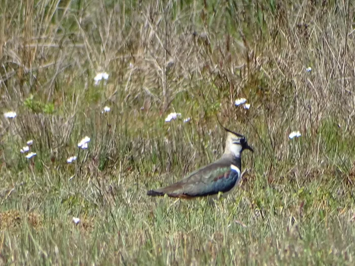 Spotted Northern Lapwing