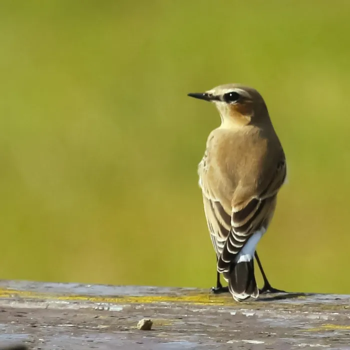 Spotted Northern Wheatear