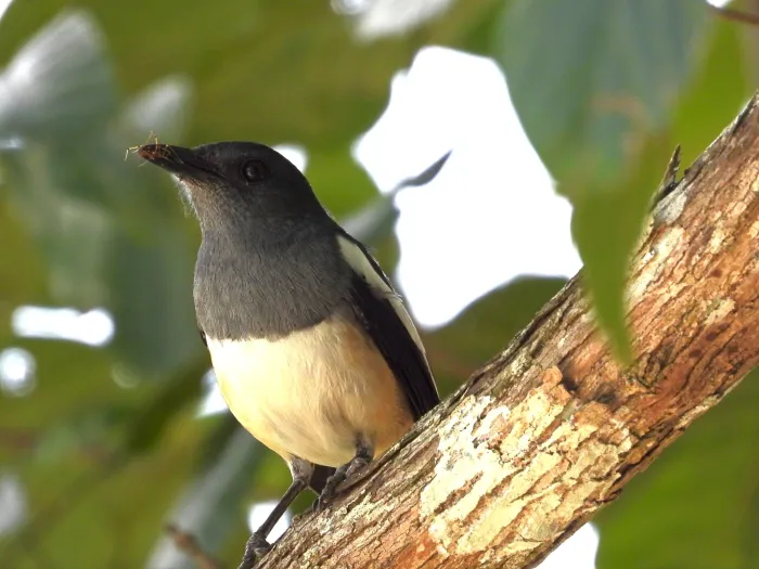 Gespotte Dayallijster