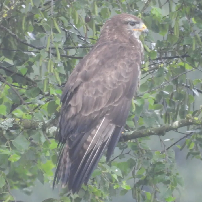Waargenomen Buizerd