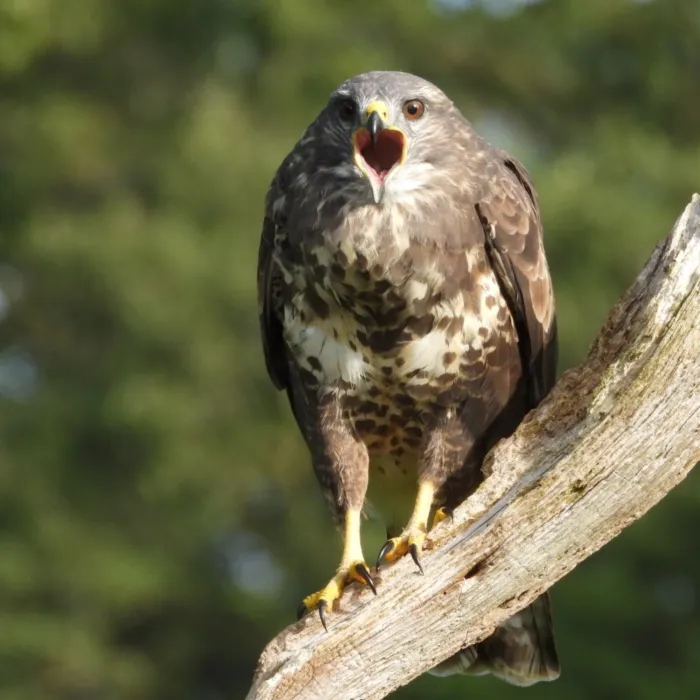 Waargenomen Buizerd