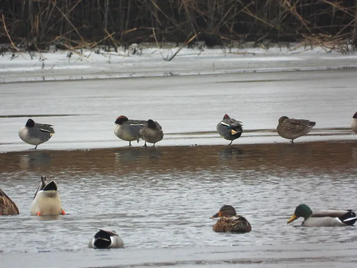 Gespotte Wintertaling