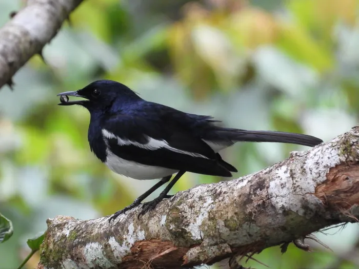 Gespotte Dayallijster