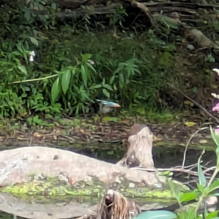 Spotted Common Kingfisher